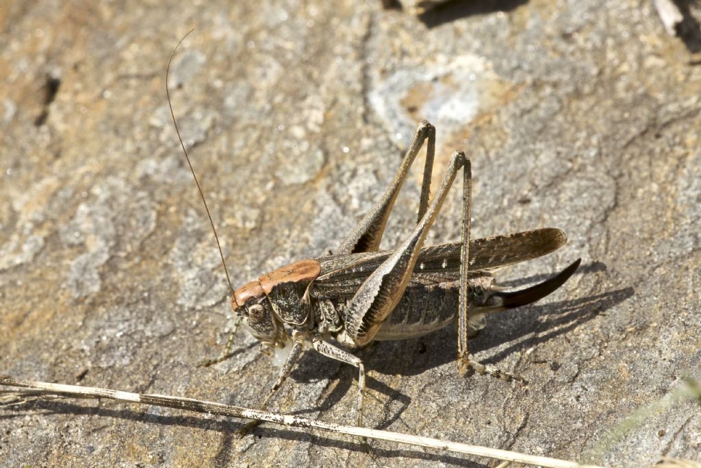 Cercasi ID